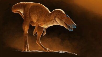 Ancestor of Tyrannosaurus Discovered: Khankhuuluu 18 Ancestor of Tyrannosaurus Discovered: Khankhuuluu