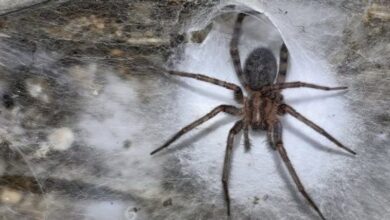 World's Largest Spider Web Discovered