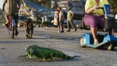 All the Animals in the GTA 6 Trailer are Being Analyzed One by One