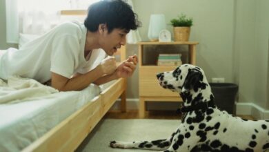 It's Hard to Believe, but Now Animals Can Talk Too