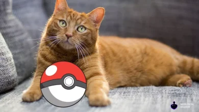 In CatCatch, a Pokémon GO-like Game, You'll Catch Real Cats